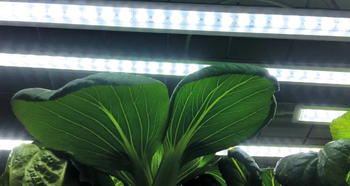 LED Plantelys, Lyslist startpakke 60 cm