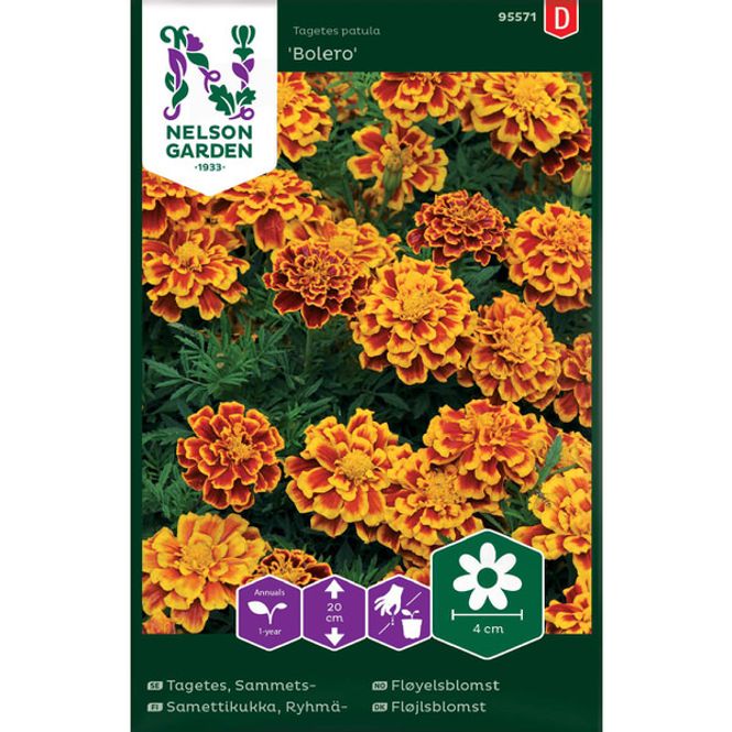 Hovedbilde Fløyelsblomst, 'Bolero'