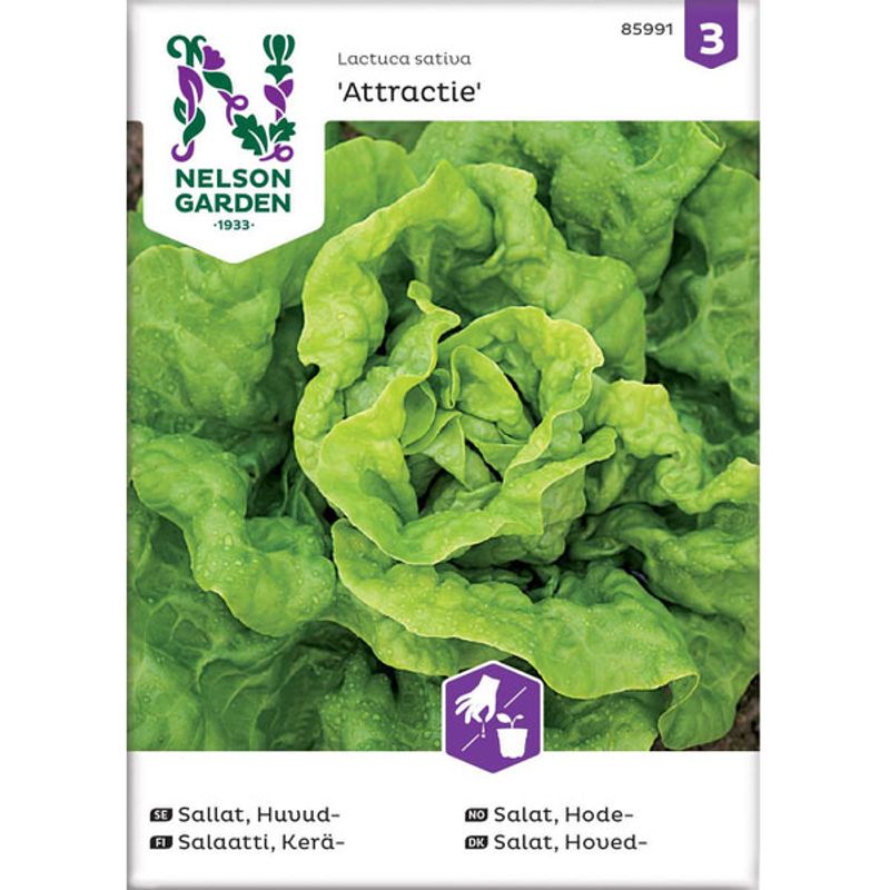 Salat, Hode- 'Attractie'