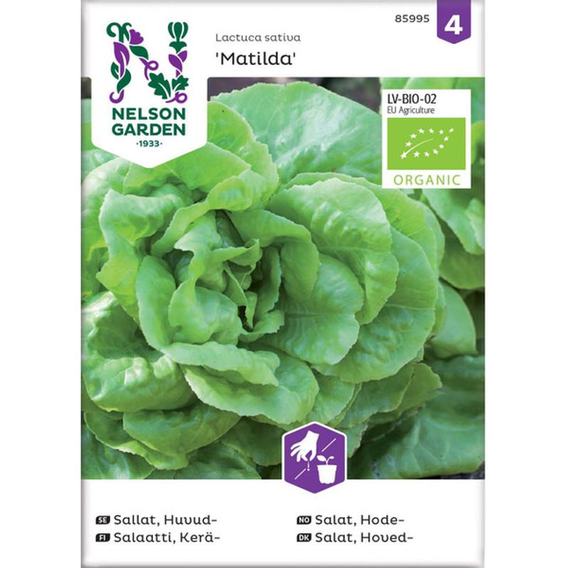 Salat, Hode- 'Matilda'