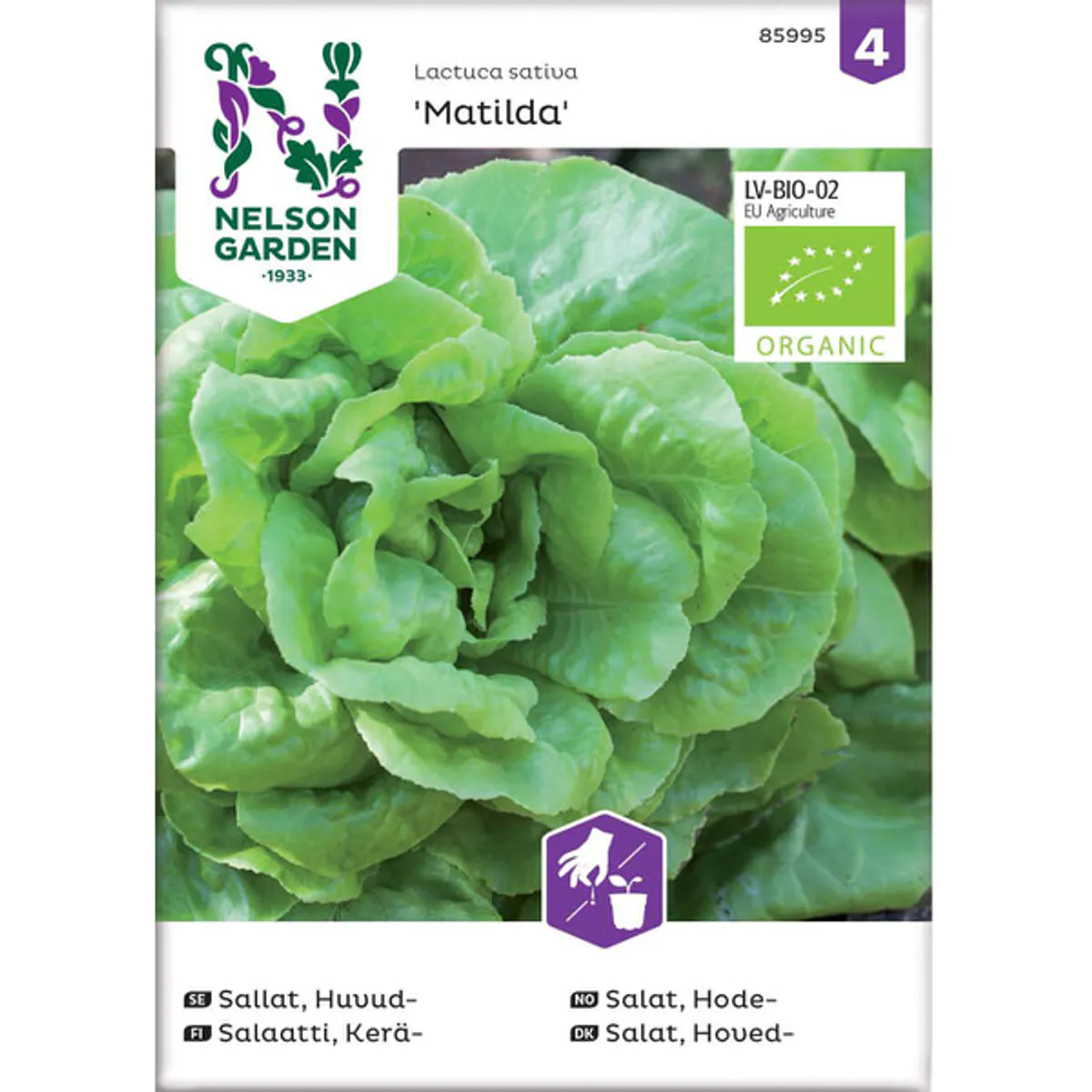 Salat, Hode- 'Matilda'