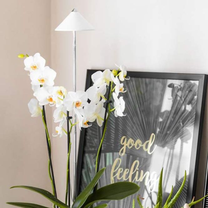 Hovedbilde Sunlite Orkidelys Hvit 10 W