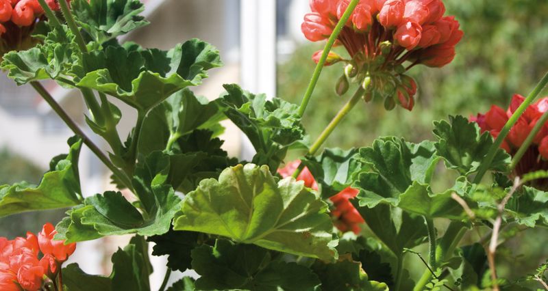 Næringspinner blomst 28 pk
