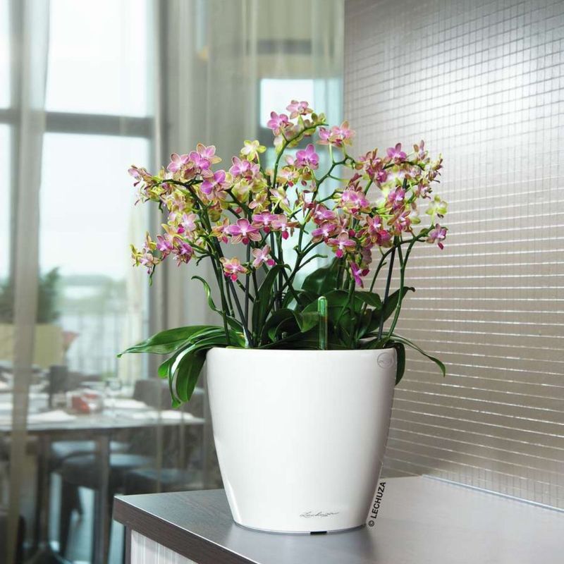 Classico Color 35, Lechuza Blomsterpotte