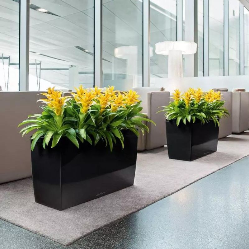 Cararo Premium, Lechuza Blomsterkasse